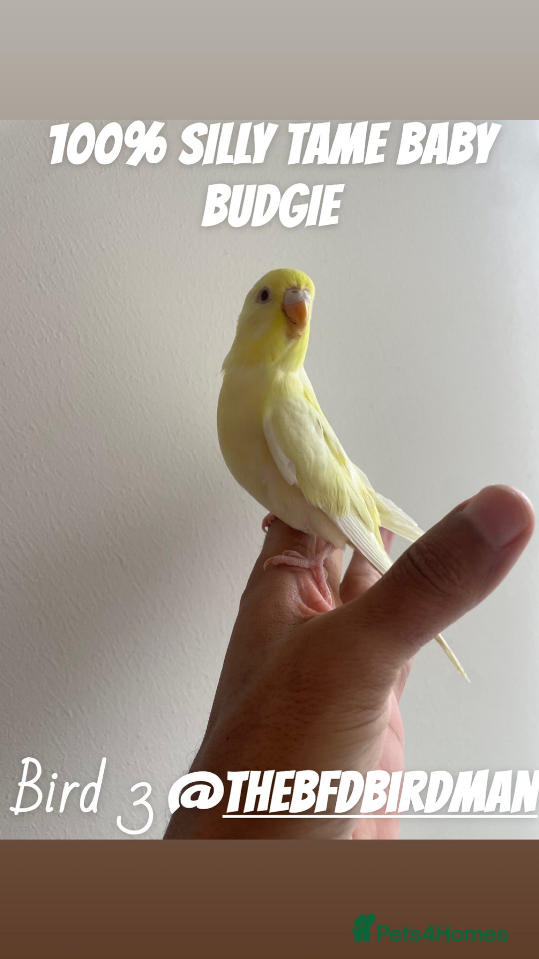 Budgerigars birds for sale: 100% SILLY TAME BABY BUDGIES - Advert 4