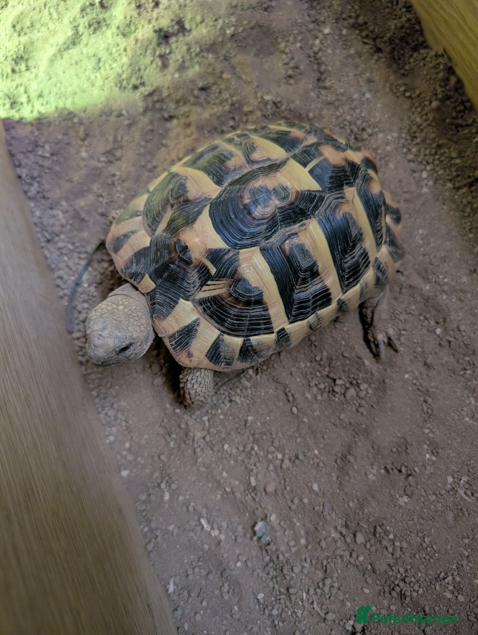 Hermann Tortoise reptiles House hermann tortoise for sale - Advert 2