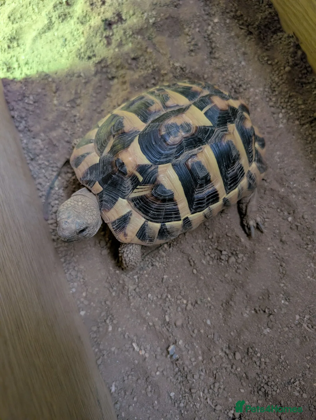Hermann Tortoise reptiles for sale: House hermann tortoise for sale in Huntingdon - Advert 2