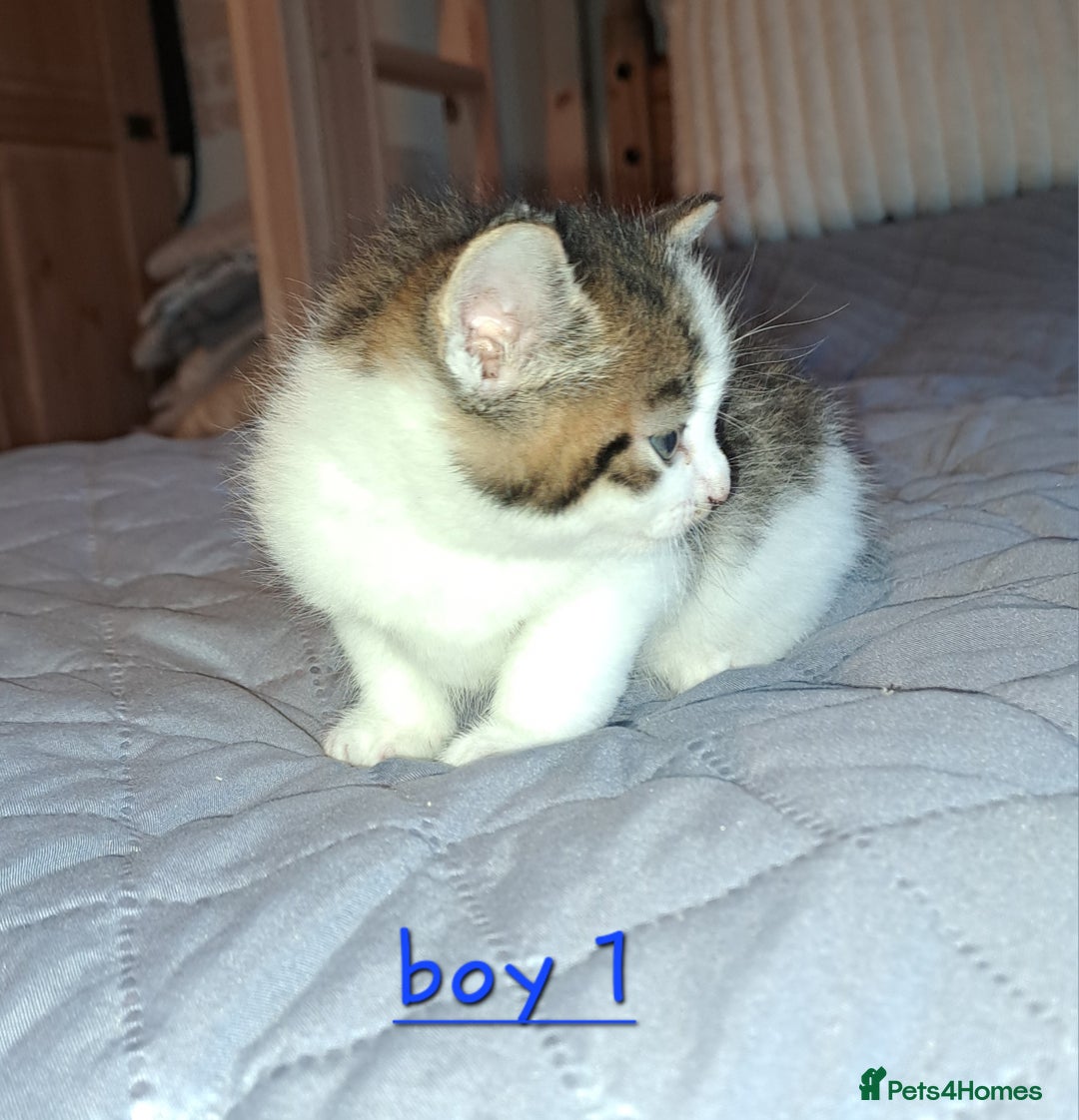 Domestic Shorthair cats for sale: 5 gorgeous kittens for sale  - Advert 25