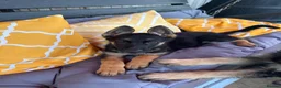 German Shepherd dogs for sale: German Shepherd puppies Males and Females - Advert 4