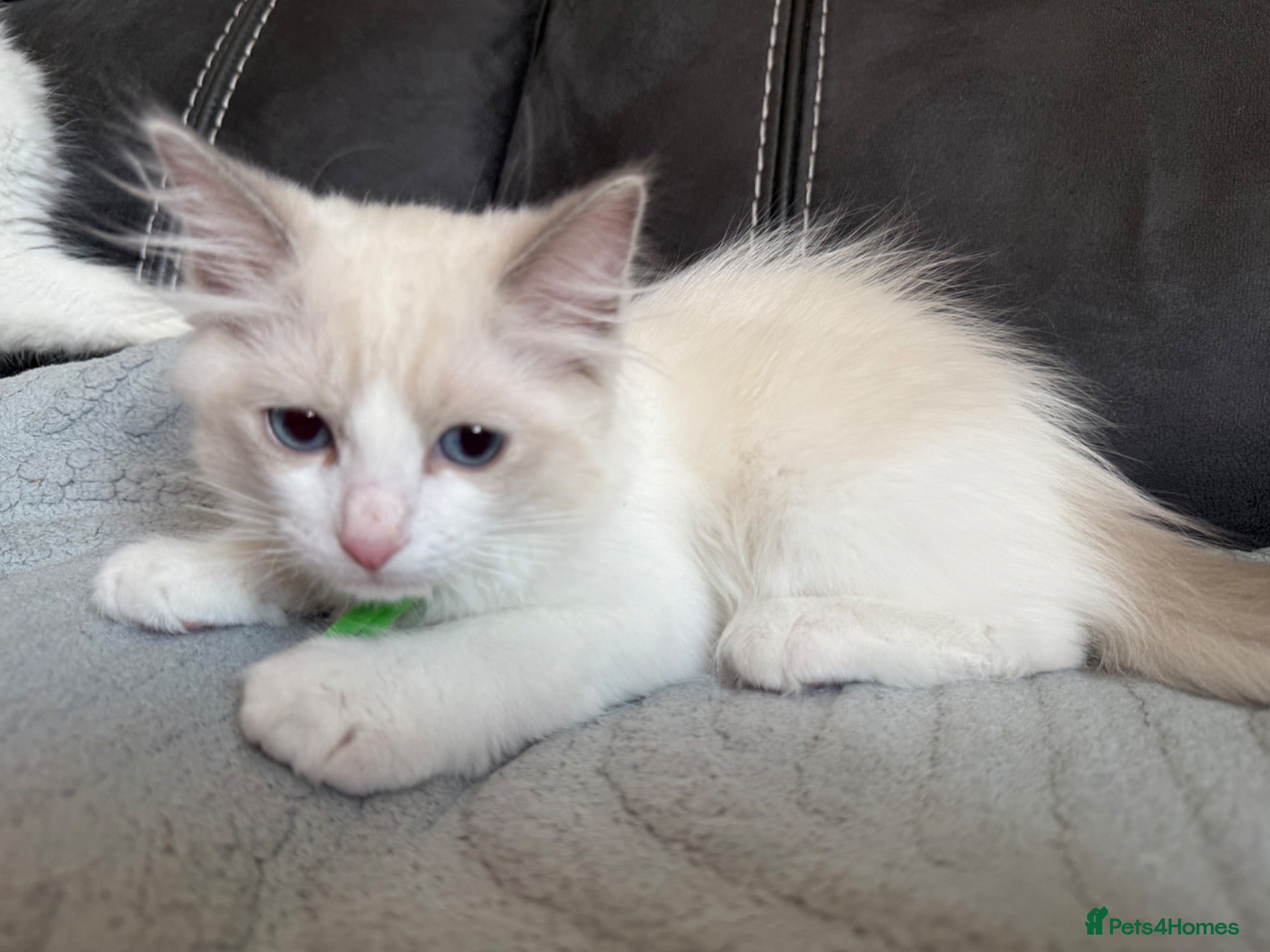 Ragdoll cats 5 Handsome boy Pure Ragdolls - Advert 18
