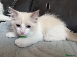 Ragdoll cats 5 Handsome boy Pure Ragdolls - Advert 18