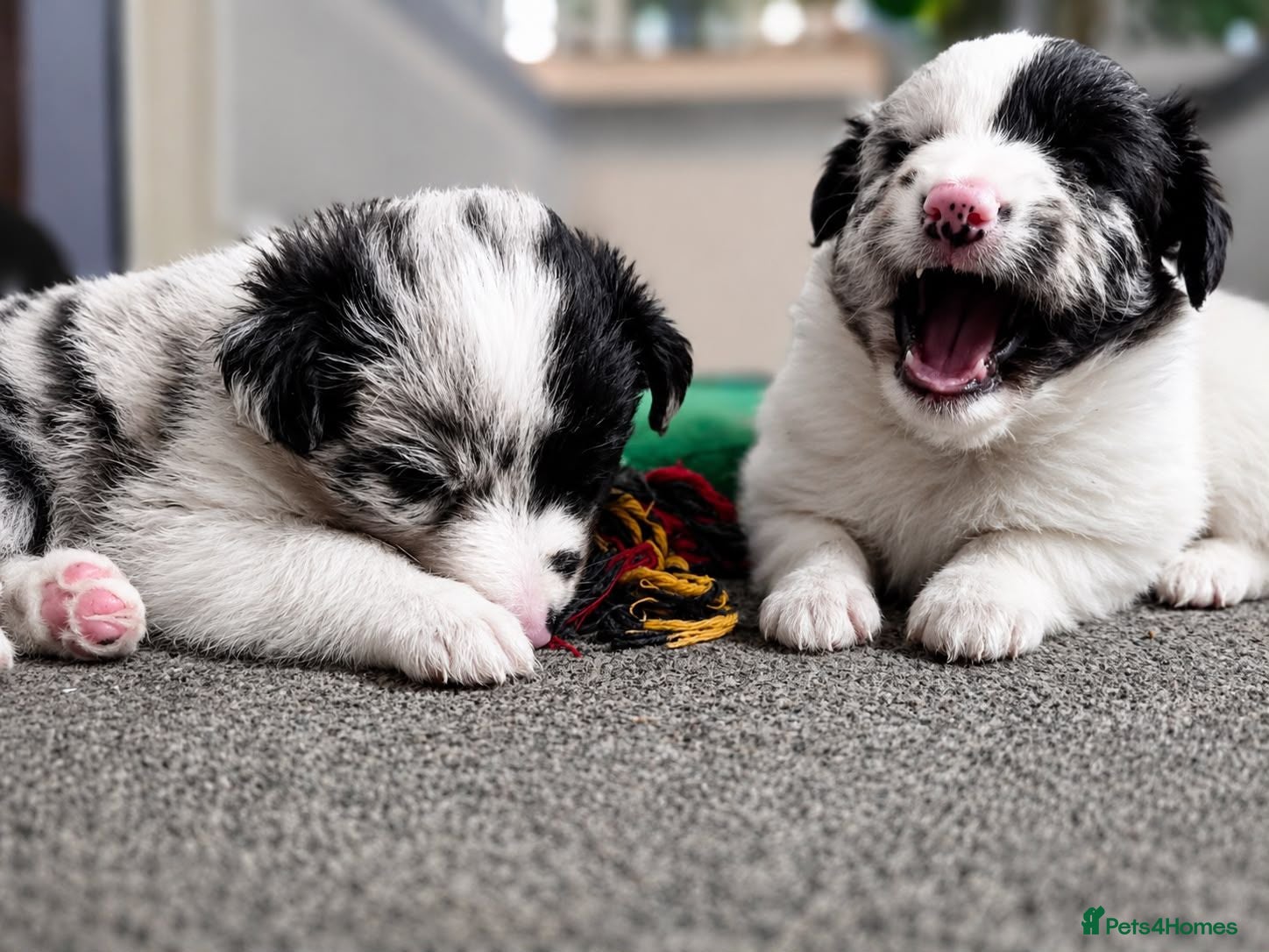 Shetland Sheepdog dogs 2 Rare-Coloured Sheltie Boys Looking for Homes - Advert 3