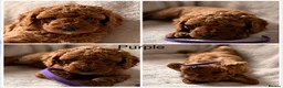 Miniature Poodle dogs for sale: Four beautiful fox red miniature poodles  - Advert 20