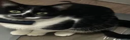 Mixed Breed cats for sale: Last kitten left  - Advert 2