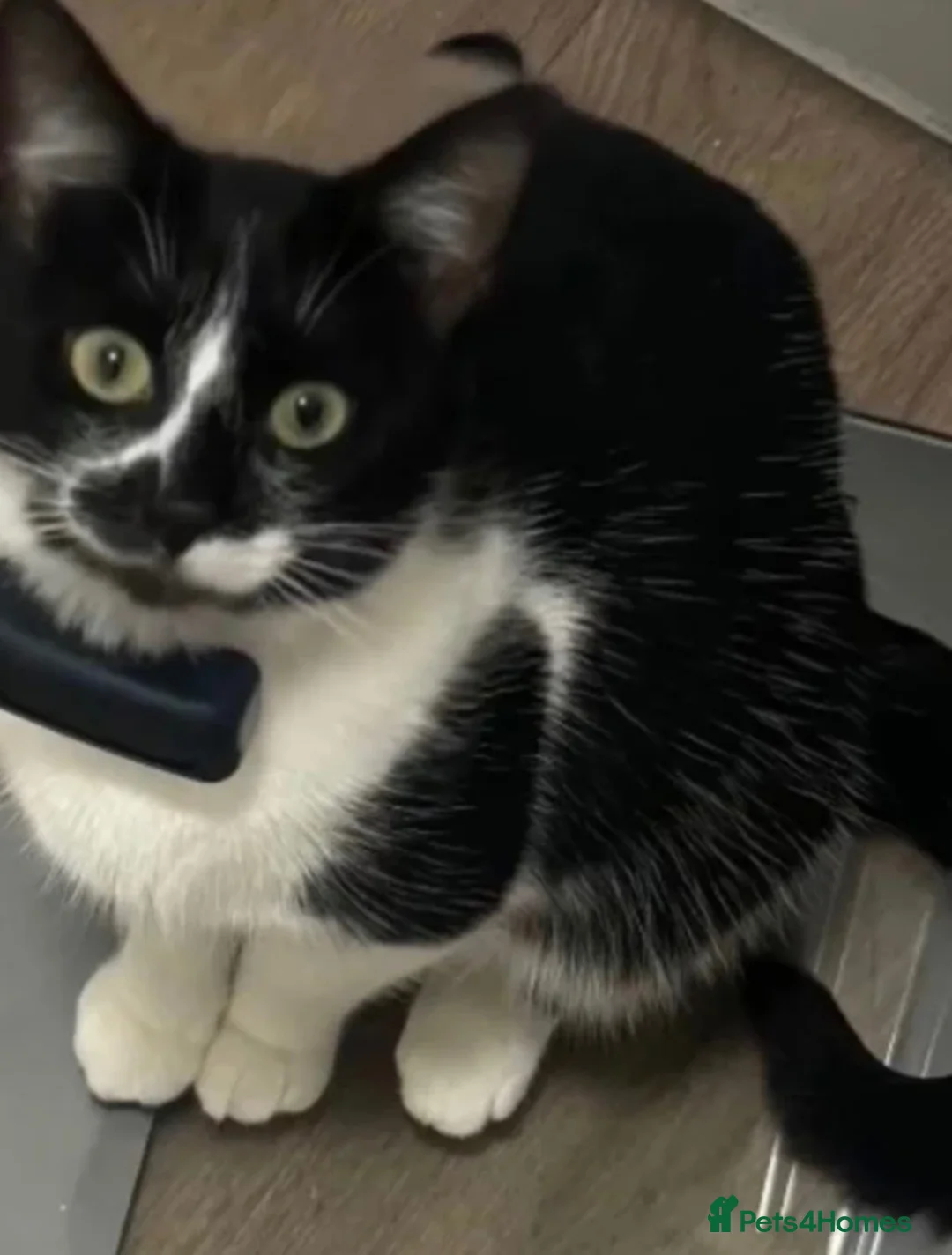 Mixed Breed cats for sale: Last kitten left  - Advert 2