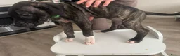 Mixed Breed dogs for sale: Presa Canario/ Mixed mastiff in Sheffield - Advert 11