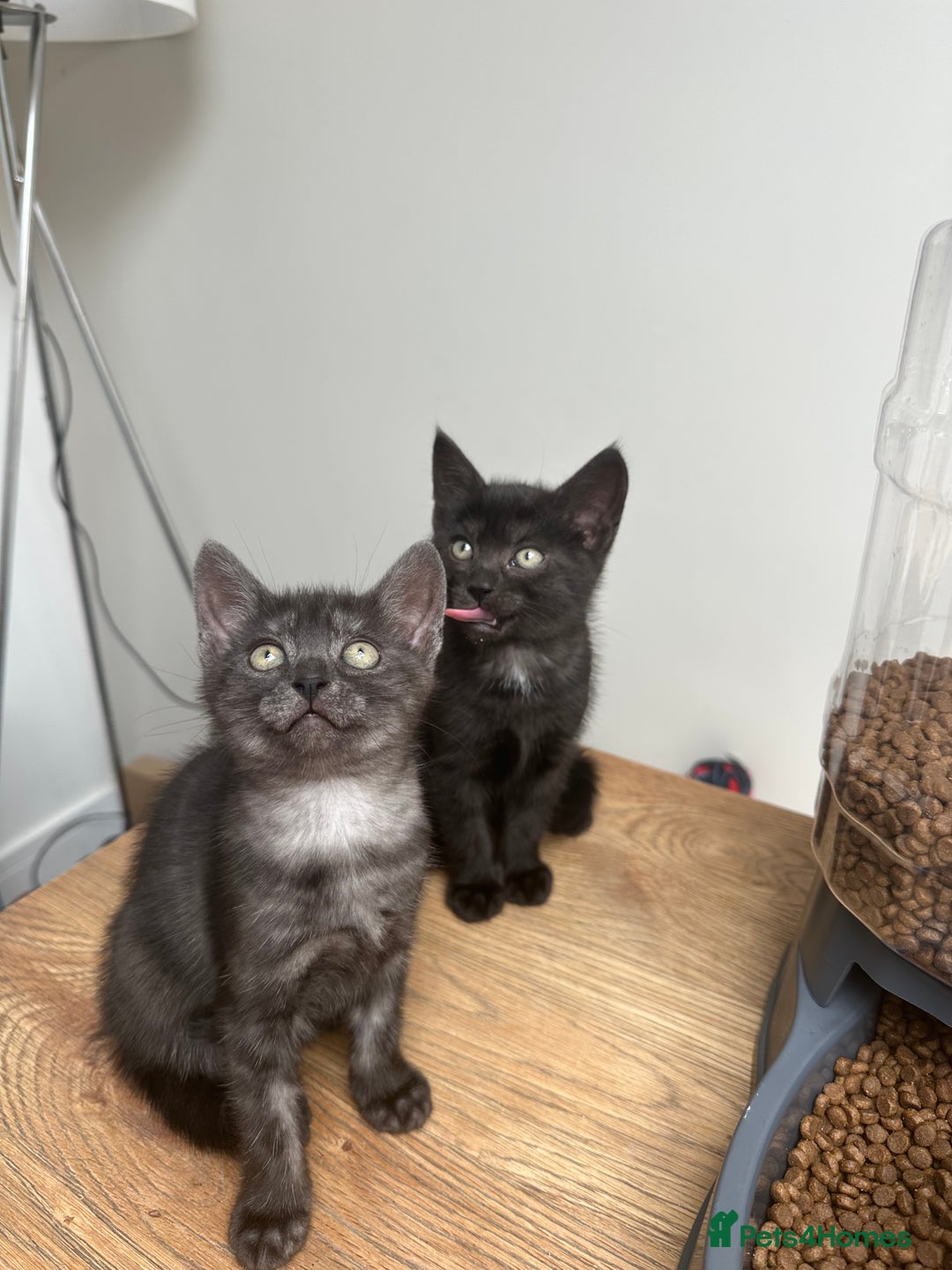 Domestic Shorthair cats for sale: 2 Remaining- Ready to go - Adorable kittens - Image 15