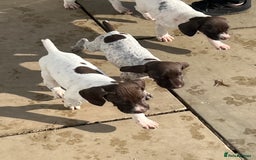 German Shorthaired Pointer dogs for sale: Working GSP puppy’s  - Image 10