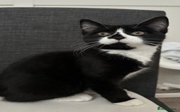 Domestic Shorthair cats for sale: 2 Female Sister Kittens.  - Image 5