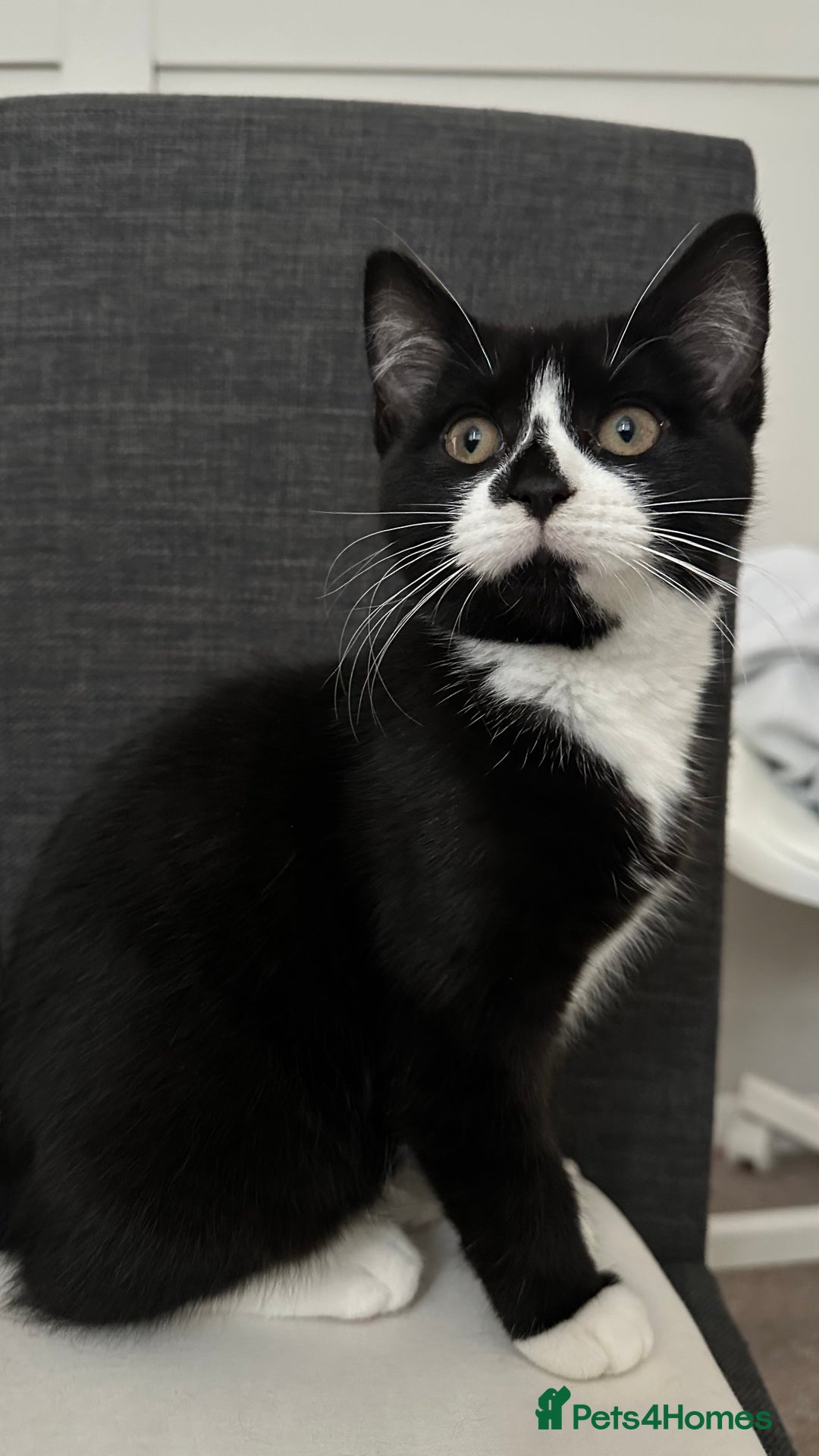 Domestic Shorthair cats for sale: 2 Female Sister Kittens.  - Image 5