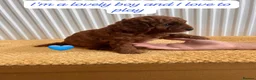 Cavapoo dogs for sale: F1B Cavapoo lovely puppy  - Advert 9