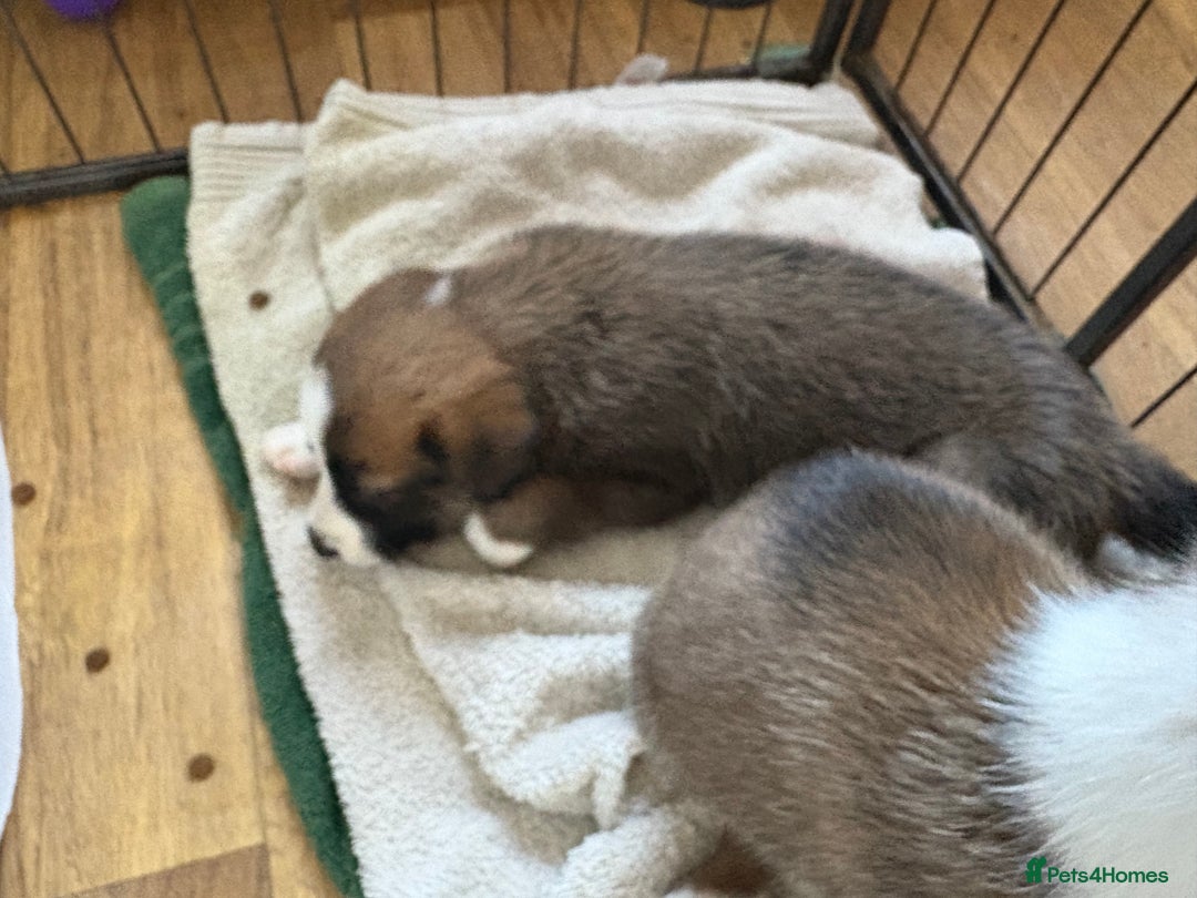 Mixed Breed dogs for sale: Lurcher x German Shepard puppies forsale - Image 19