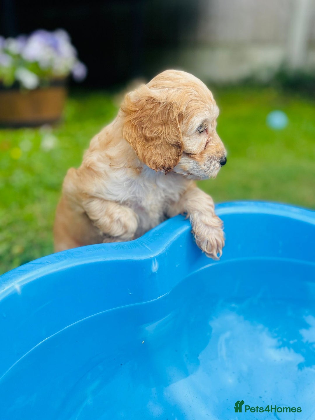 Cockapoo dogs for sale: Exceptional F2 cockapoo puppies available - Image 10