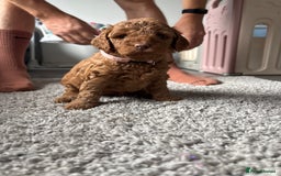 Cockapoo dogs for sale: F1B cockapoo puppies! Ready in 3 weeks!  - Image 12