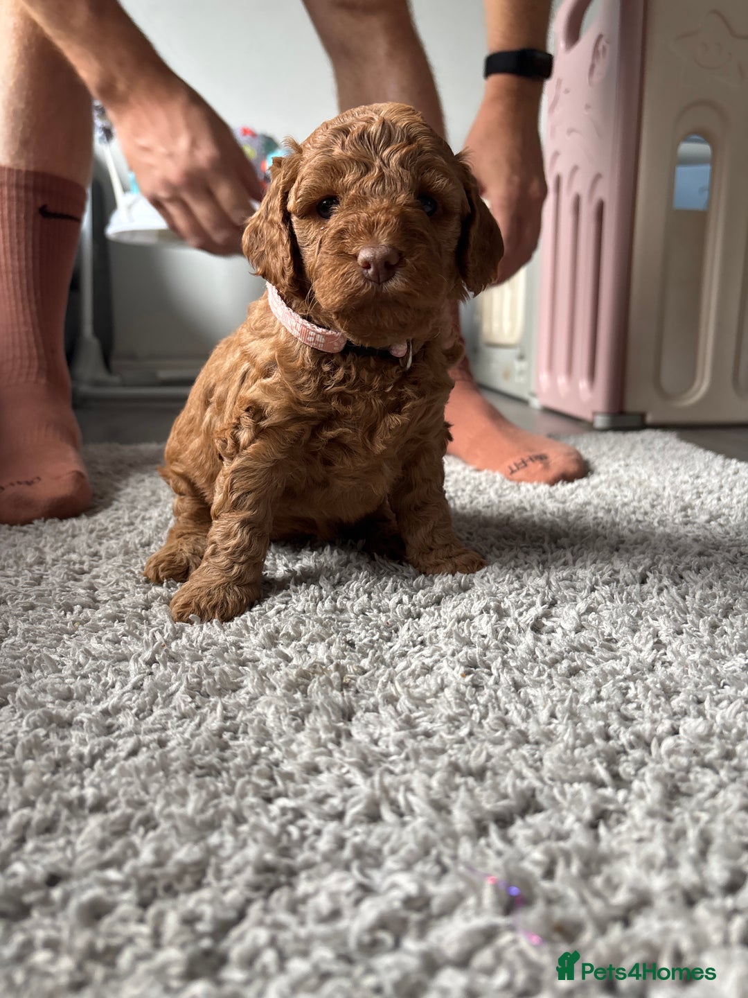Cockapoo dogs for sale: F1B cockapoo puppies! Ready in 3 weeks!  - Image 12