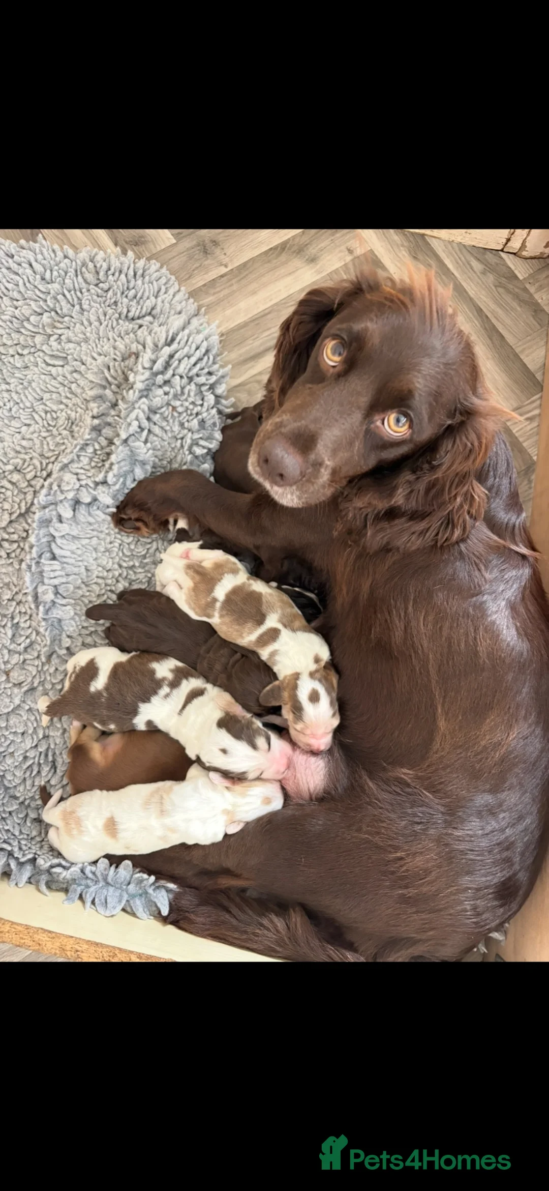 Cocker Spaniel dogs for sale: Cocker spaniel puppies from health tested parents  - Advert 2