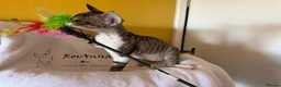 Devon Rex cats for sale: 2 girls available soon  - Advert 7