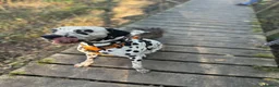 Dalmatian dogs for sale: Dalmation - Advert 10