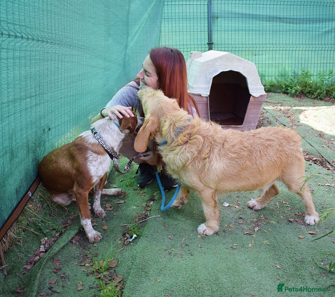 Ibizan Hound dogs for adoption: Fly   - Image 7