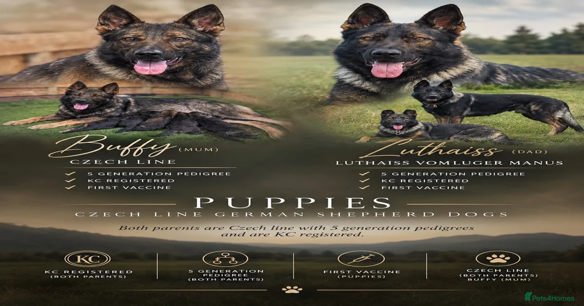 German Shepherd Puppies for sale in Ely, Cambridgeshire | Pets4Homes