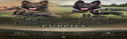 German Shepherd dogs for sale: DDR X Czech line Puppies  - Advert 1