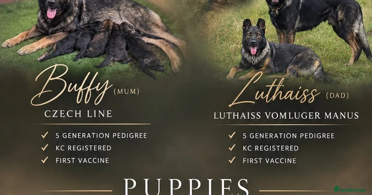 True Prussian Color German Shepherd Puppies for sale in Ely, Cambridgeshire | Pets4Homes
