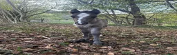 Irish Cob horses for sale: Titch & Rocky in Cwmbran - Advert 3
