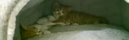 Mixed Breed cats for sale: 7 Adorable kittens ready for their furever home - Advert 17