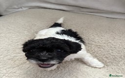 Mixed Breed dogs for sale: 6 beautiful Shihpoo + cotton de Tulear puppies - Image 19