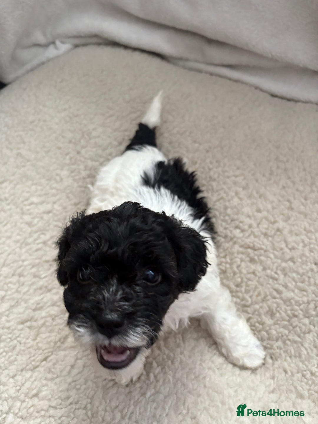Mixed Breed dogs for sale: 6 beautiful Shihpoo + cotton de Tulear puppies - Image 19
