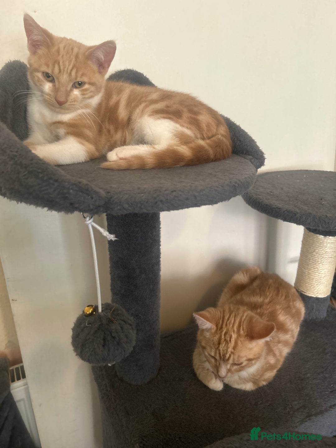 Domestic Shorthair cats for sale: Two ginger males (HAVE TO GO TOGETHER- READ DESC) - Advert 1