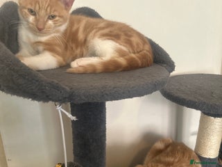 Domestic Shorthair cats Two ginger males (HAVE TO GO TOGETHER- READ DESC) - Advert 1