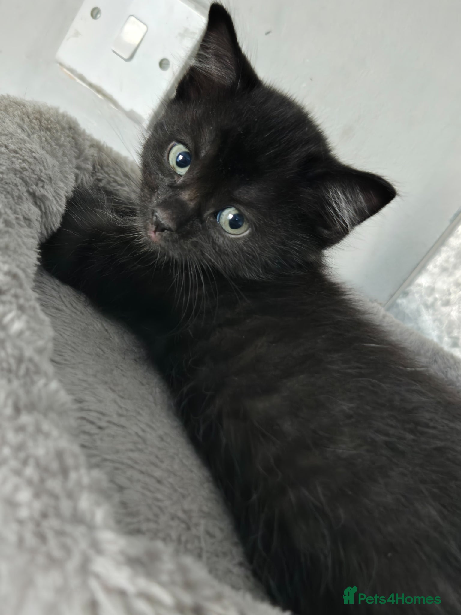 Mixed Breed cats Black kittens - Advert 2