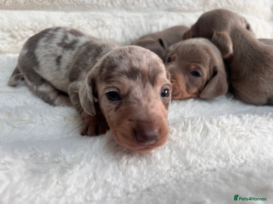 Miniature Dachshund dogs for sale: Miniature dachshunds  - Image 19