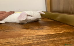 Mini Lop rabbits for sale: Mini Lop Bunnies for sale - Image 9