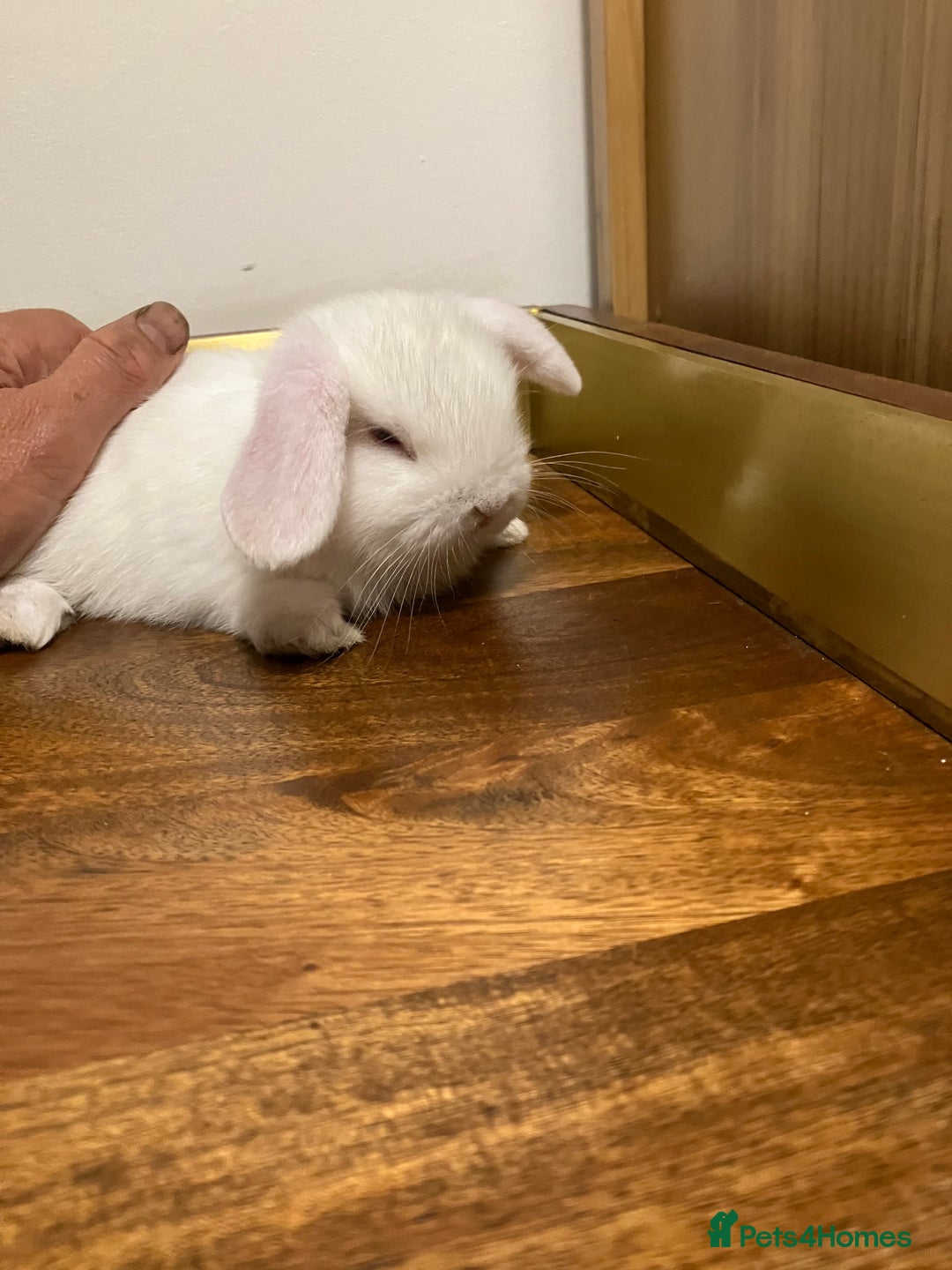 Mini Lop rabbits for sale: Mini Lop Bunnies for sale - Image 9