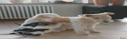 Fox Terrier dogs for sale: KC Wire haired fox terrier pups based in Kent - Advert 16