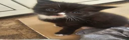 Mixed Breed cats for sale: Gorgeous mixed  - Advert 6