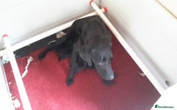 Labrador Retriever dogs for sale: Pedigree Black Labrador Pups - Image 2