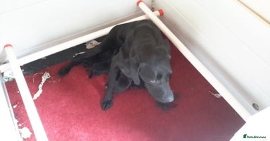 Labrador Retriever dogs - Advert 9