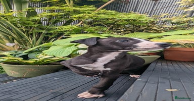 Whippet dogs - Advert 1