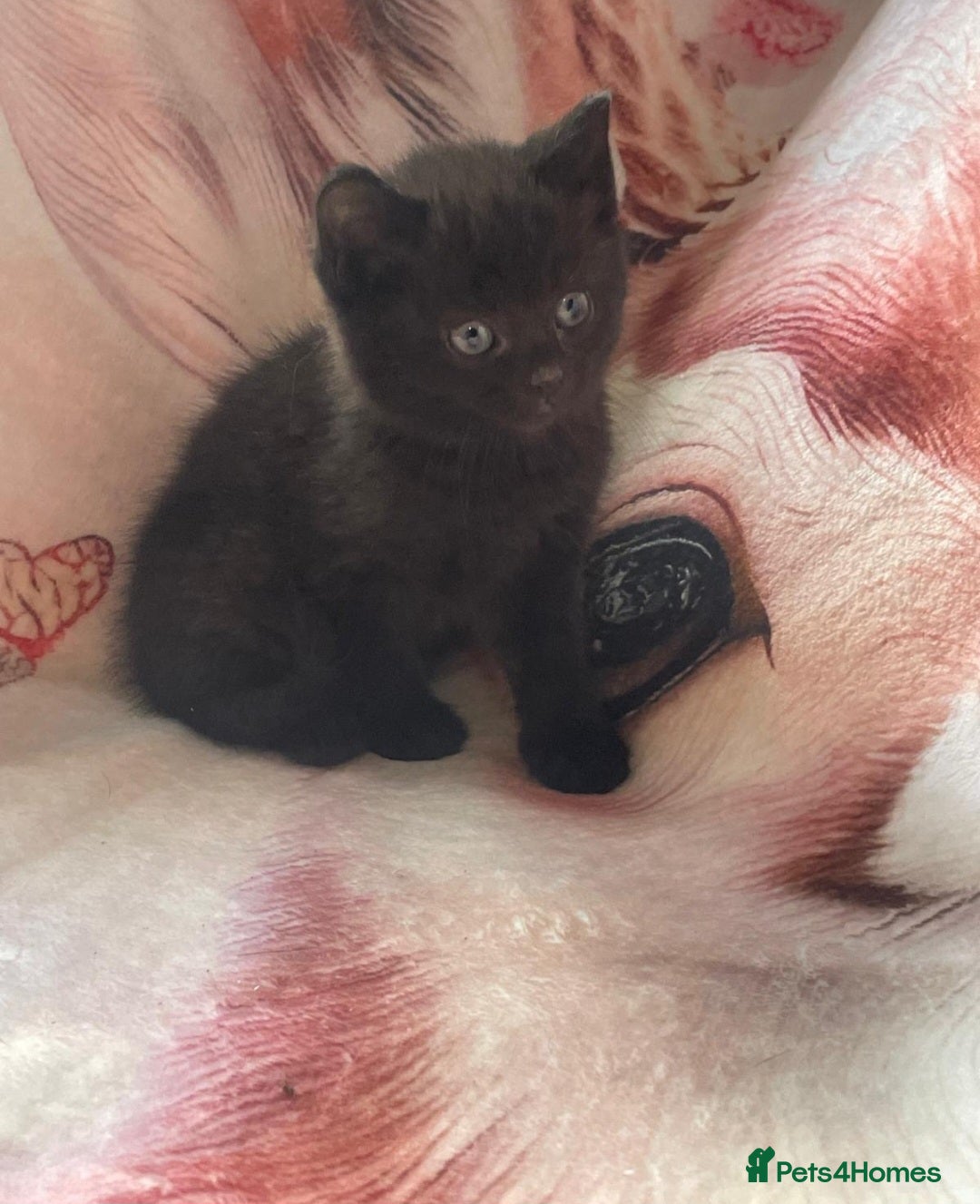 Mixed Breed cats for sale: Stunning kitty's please read full ad  - Image 11