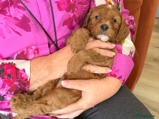 Cockapoo dogs 🌸🌸Extensively health tested F1 Cockapoo’s🌸🌸 - Advert 15