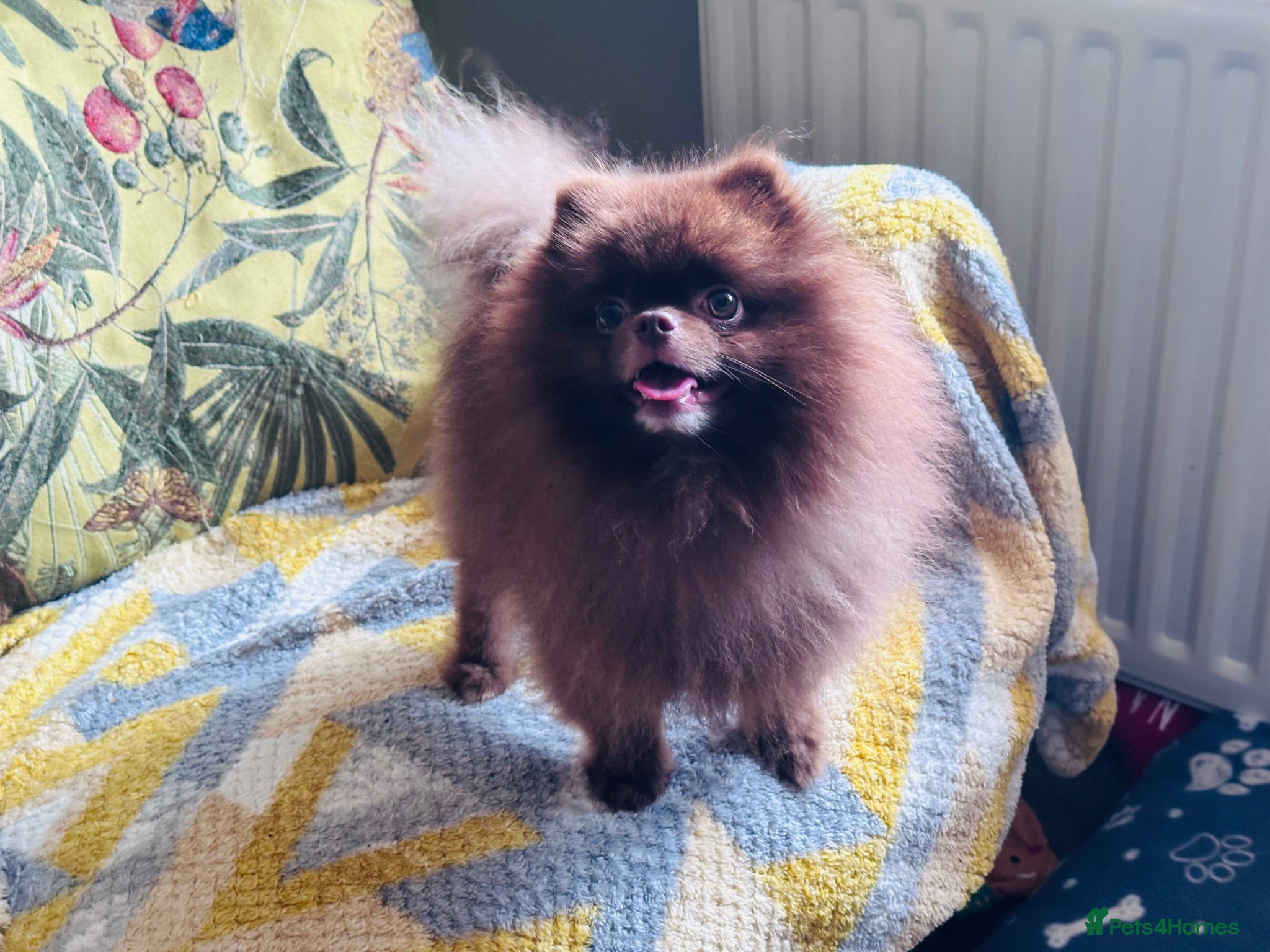 Pomeranian dogs KC Chocolate Teddy bear 🧸  - Advert 2