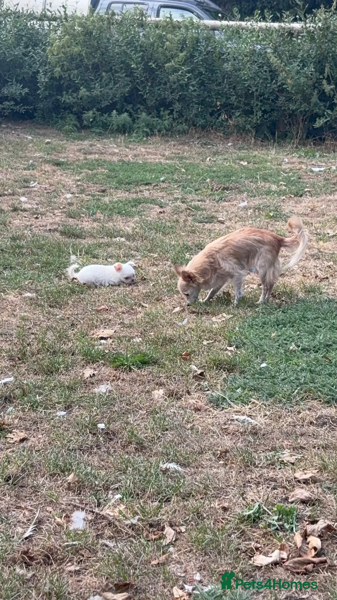Mixed Breed dogs for sale: Super cute  chihuahua x  - Advert 2