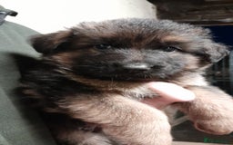 German Shepherd dogs for sale: Beautiful puppies from top bloodlines  - Advert 4