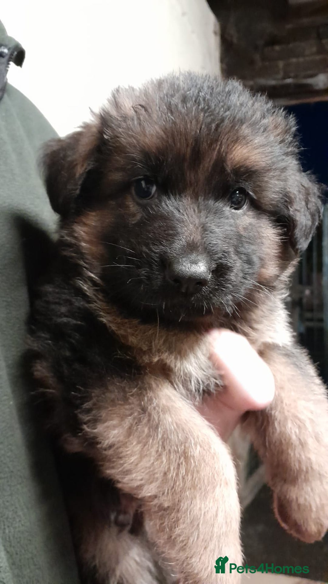 German Shepherd dogs for sale: Beautiful puppies from top bloodlines  - Advert 4