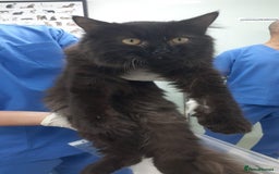 Mixed Breed cats for adoption: COLA -MIX PERSIAN AFFECTIONATE CALM BOY NEUTERED  - Image 1